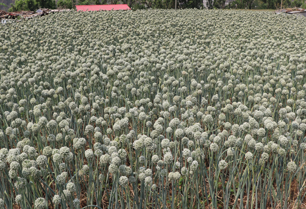 Slider Image: प्याजको बीउ उत्पादन